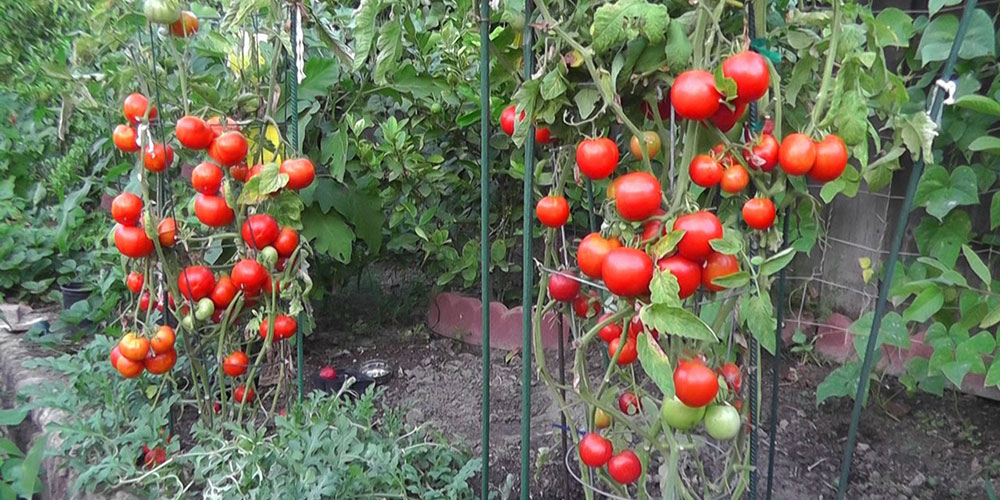 زنجیره ارزش گلخانه‌ای استان بوشهر